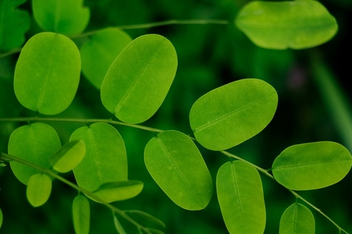 Malunggay / Moringa Tea Leaves (500 g)